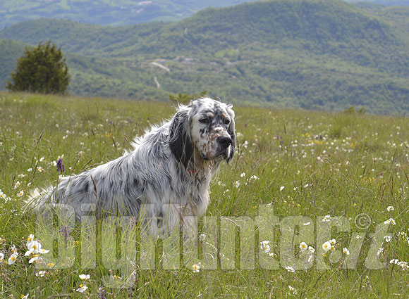 Quaglie maestre di caccia